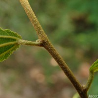 Grewia carpinifolia Juss.